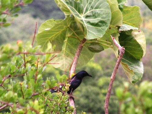 Red-winged Starling