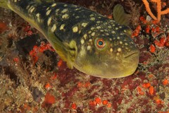 Evileye Puffer photo 3