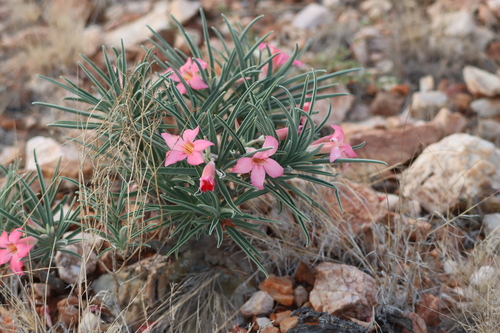 Image of Adenium oleifolium by (c) amantedarmanin, some rights reserved (CC BY)