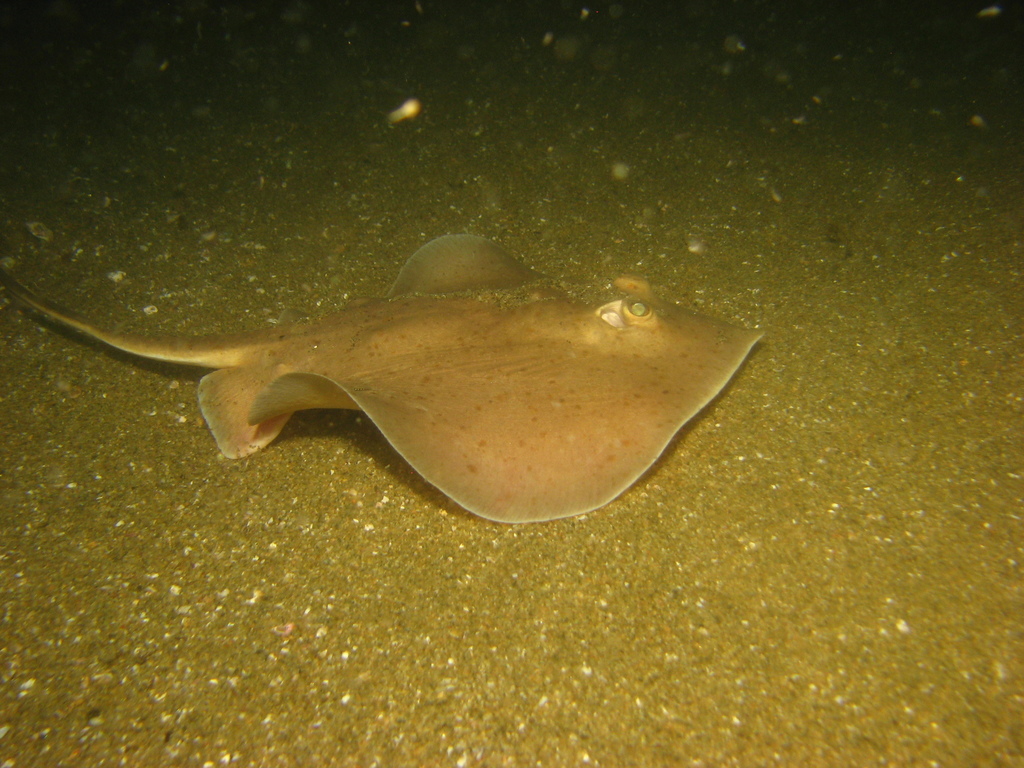 Dwarf Stingray