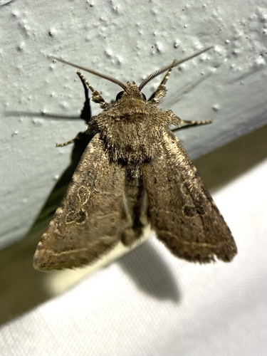 Ruddy Quaker Moth photo 3