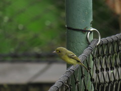 Vireo pallens