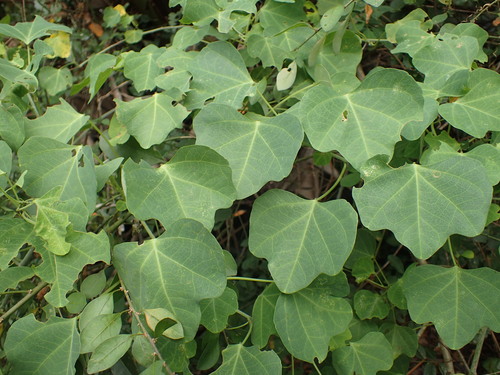 Adenia gummifera