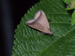 Simplicia mistacalis