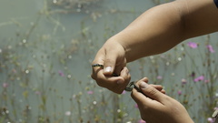 Thamnophis pulchrilatus