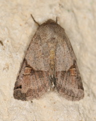 Ulolonche disticha