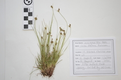 Carex deflexa