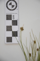 Carex deflexa