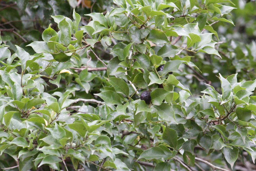 Cryptocarya woodii; photograph (c) Mahomed Desai, some rights reserved (CC BY)