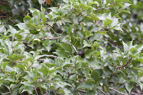 Bastard Camphor Tree (Cryptocarya woodii)