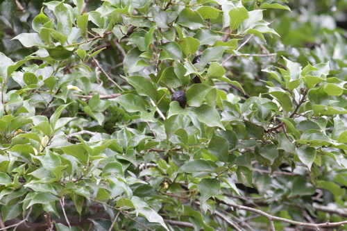 Image of Cryptocarya woodii by (c) Mahomed Desai, some rights reserved (CC BY)
