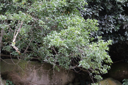 Image of Cryptocarya woodii by (c) Mahomed Desai, some rights reserved (CC BY)