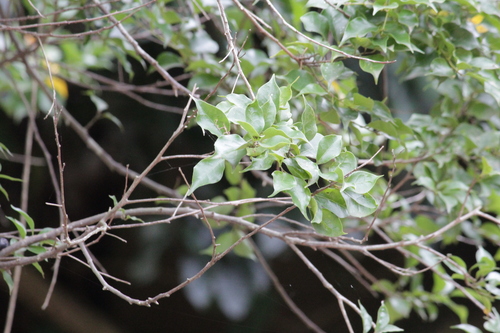 Image of Cryptocarya woodii by (c) Mahomed Desai, some rights reserved (CC BY)