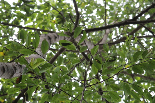Image of Margaritaria discoidea by (c) Mahomed Desai, some rights reserved (CC BY)