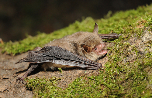 Natterer's Bat