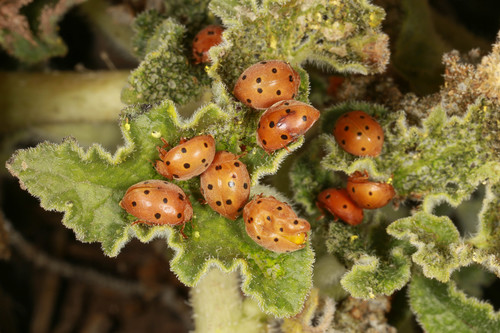 Bryony Ladybird, photo 3 of 8