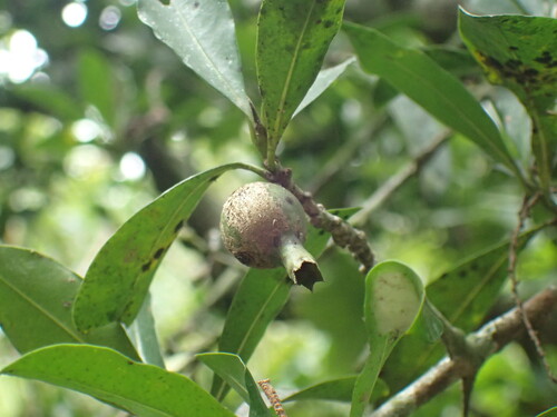 Image of Thorny Gardenia (Hyperacanthus amoenus) by (c) Mahomed Desai, some rights reserved (CC BY)