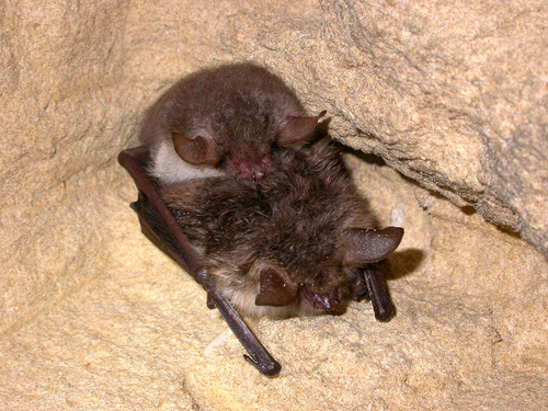 Natterer's Bat