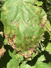 Cercospora moricola
