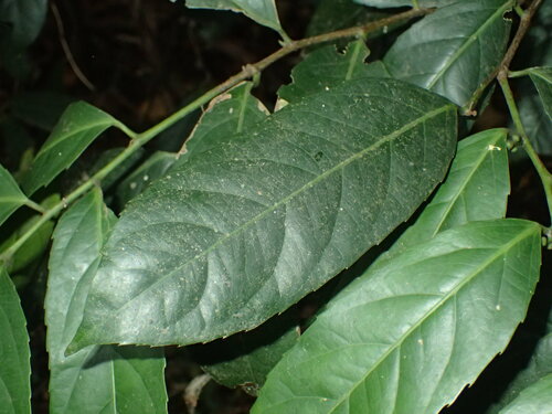 Image of Rawsonia lucida by (c) Mahomed Desai, some rights reserved (CC BY)