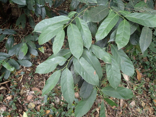 Rawsonia lucida, photograph 6