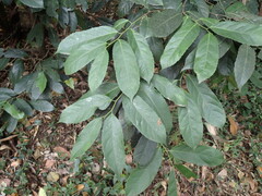 Rawsonia lucida, photograph (c) Mahomed Desai, some rights reserved (CC BY)