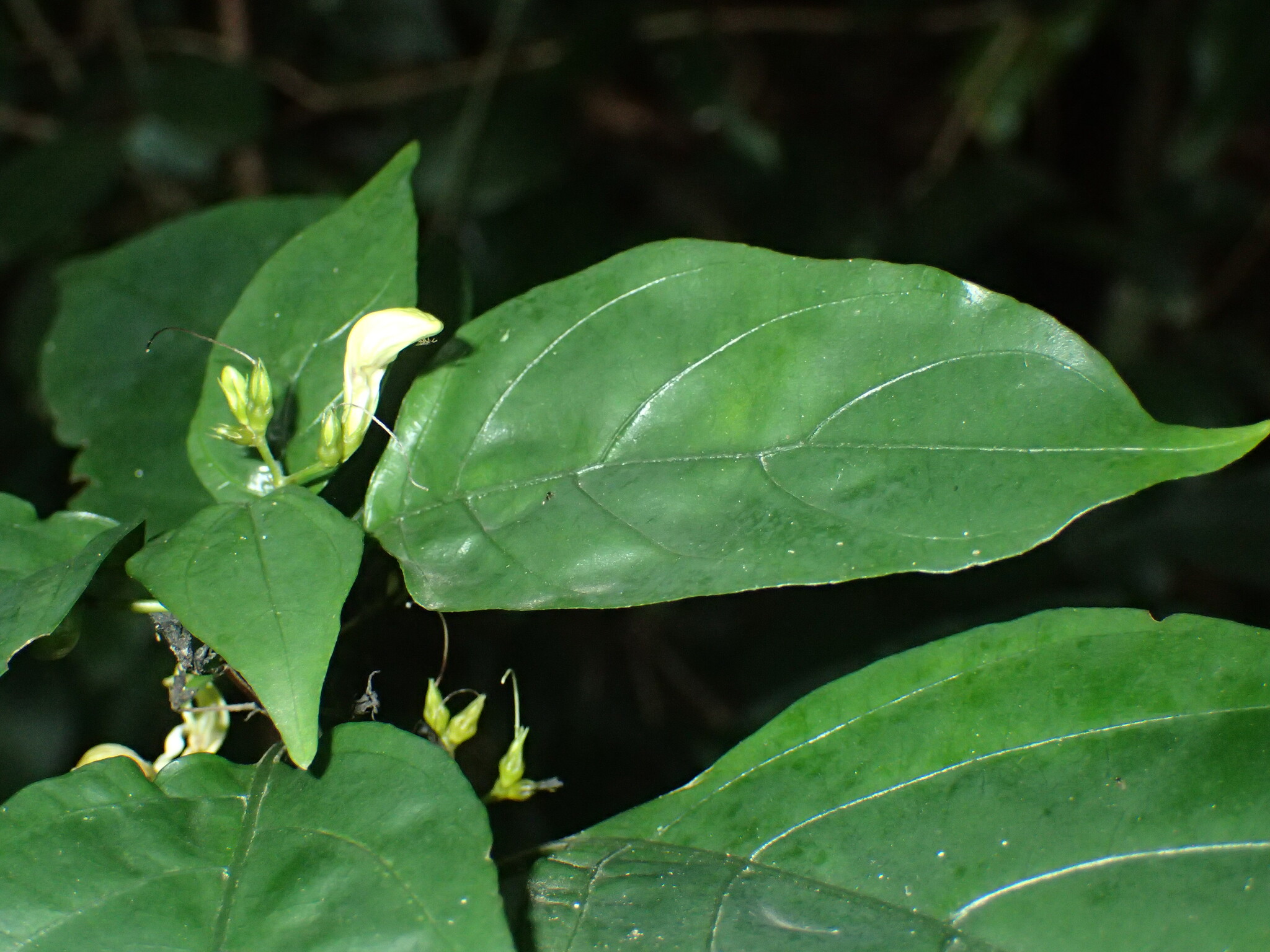 Justicia campylostemon (Nees) T.Anderson