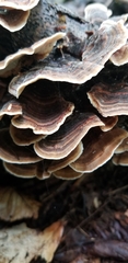 Trametes versicolor image