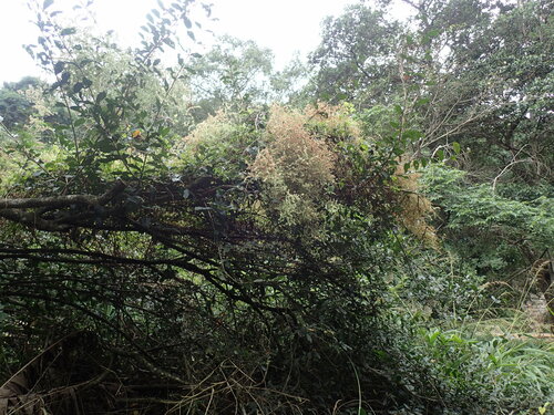 False Forest Bushwillow (Combretum woodii)
