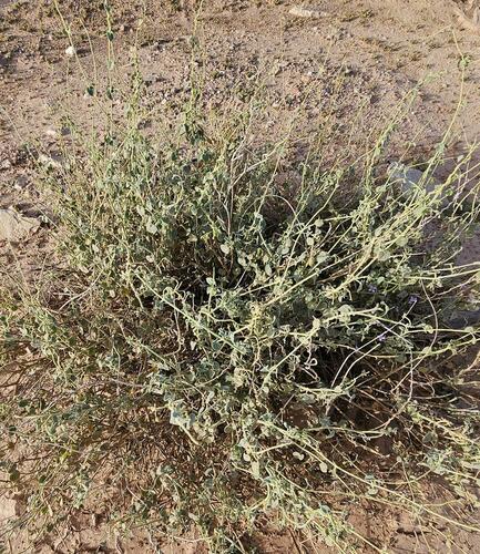 Pergularia tomentosa