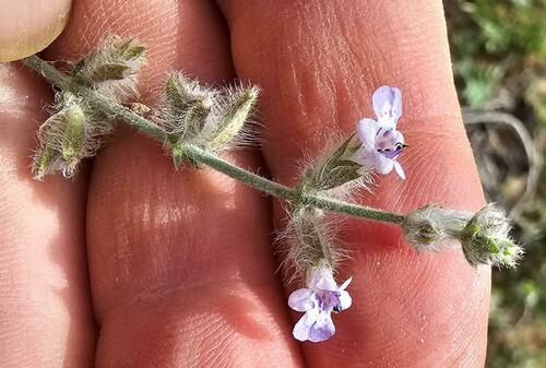 Desert Sage