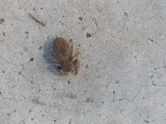 Phidippus octopunctatus