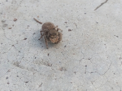 Phidippus octopunctatus