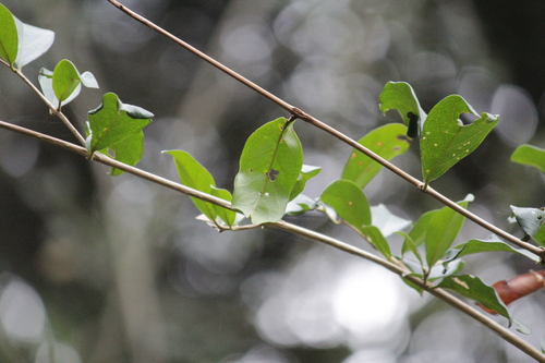 Image of Combretum woodii by (c) Mahomed Desai, some rights reserved (CC BY)