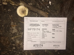 Hygrophorus occidentalis