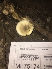 Hygrophorus occidentalis