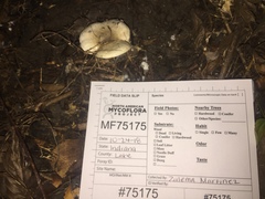 Hygrophorus occidentalis