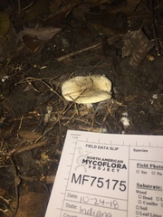 Hygrophorus occidentalis