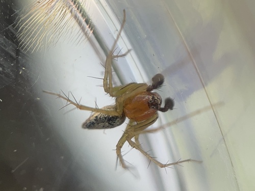 Striped lynx spider