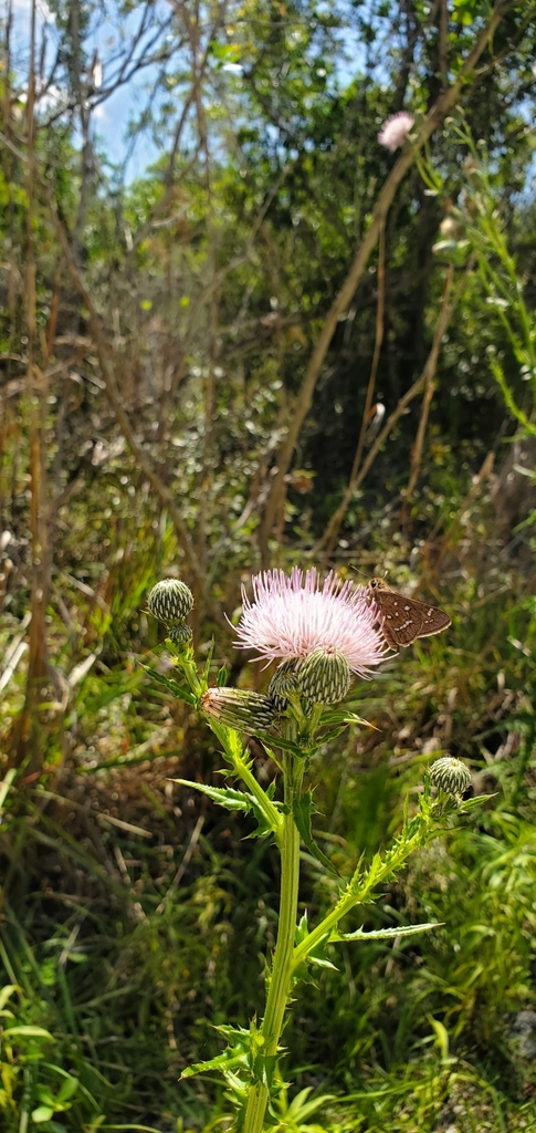 Loammi Skipper