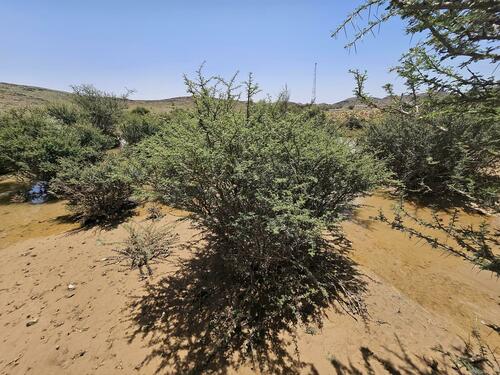 thorn trees