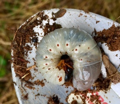 Dynastes tityus