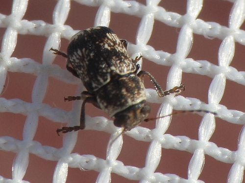 Pachybrachis brevicollis