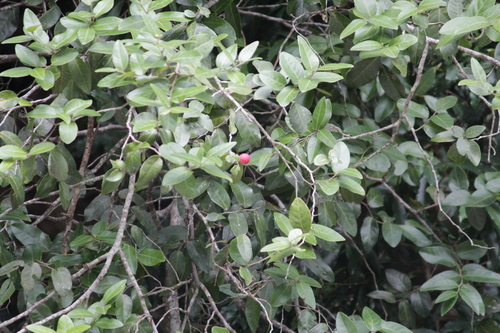 Allocassine (Allocassine laurifolia)