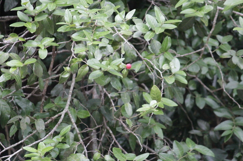 Image of Allocassine laurifolia by (c) Mahomed Desai, some rights reserved (CC BY)