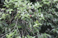 Allocassine laurifolia, photograph (c) Mahomed Desai, some rights reserved (CC BY)