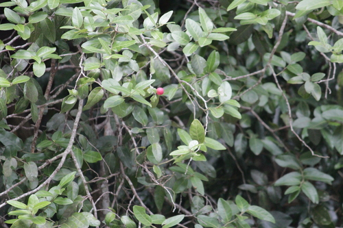 Image of Allocassine laurifolia by (c) Mahomed Desai, some rights reserved (CC BY)