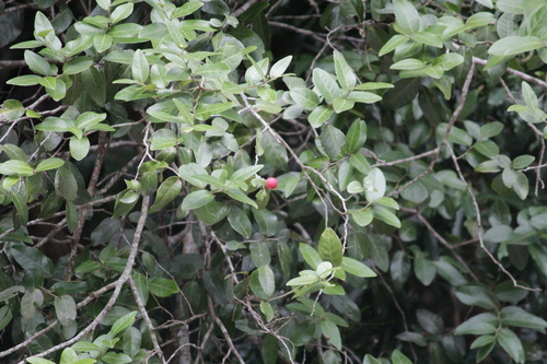 Image of Allocassine laurifolia by (c) Mahomed Desai, some rights reserved (CC BY)