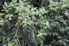 Allocassine laurifolia, photograph (c) Mahomed Desai, some rights reserved (CC BY)