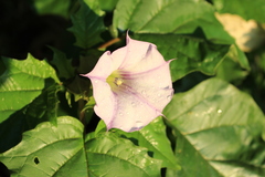 Datura stramonium